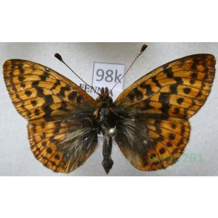 Boloria frigga (Becklin, 1791) Finland98k